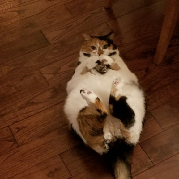 Meet our critters! - Picture 3 of 8